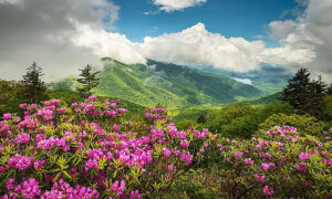 flowers in the foreground and mountains in the background outside West Jefferson NC